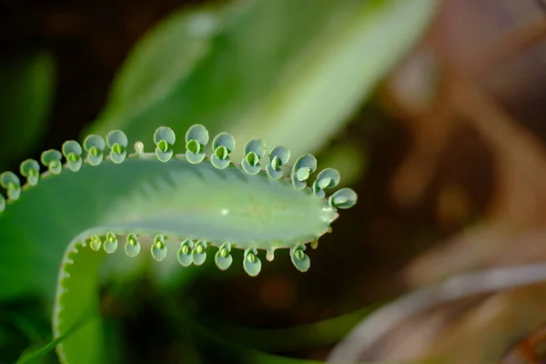 Foco Seletivo Close Planta Cocor Bebek Kalanchoe Pinnata Syn Bryophyllum — Fotografia de Stock