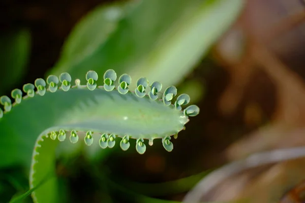 Selektivt Fokus Närbild Cocor Bebek Anläggningen Eller Kalanchoe Pinnata Syn — Stockfoto