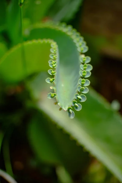 Foco Seletivo Close Planta Cocor Bebek Kalanchoe Pinnata Syn Bryophyllum — Fotografia de Stock