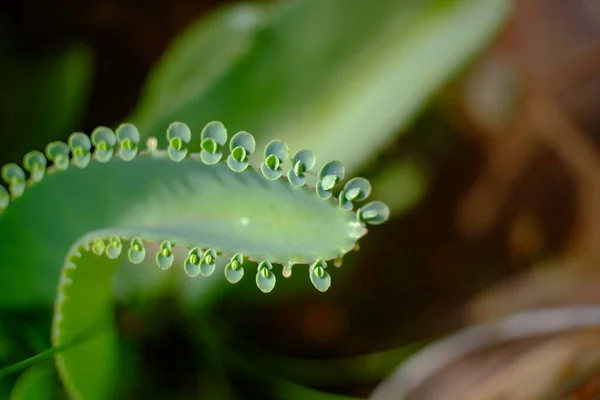 Селективный Фокус Завода Cocor Bebek Kalanchoe Pinnata Syn Bryophyllum Calycinum — стоковое фото