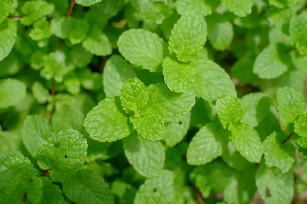 蔬菜园中薄荷植物的选择性集中生长 — 图库照片