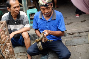 Purbalingga, Endonezya - 19 Nisan 2020: Yaşlı adam deri döken yılanlara yardım eder.