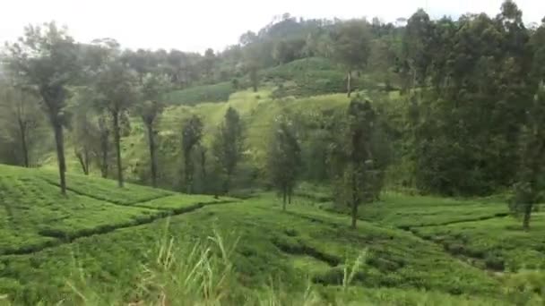 Ella, Sri Lanka, árboles que crecen en plantaciones de té — Vídeos de Stock