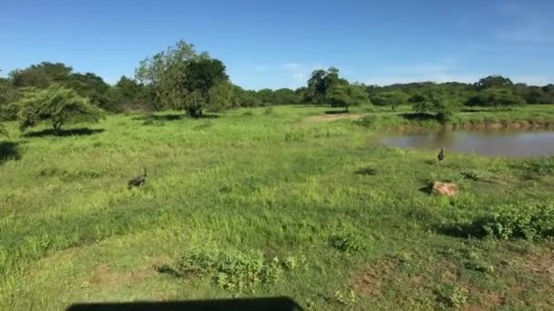 Yala, Sri Lanka, drive along the marshland — Stock Video