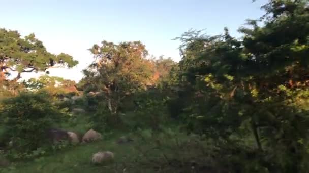 Yala, Sri Lanka, low trees in the park — Stok video