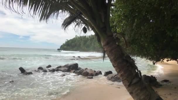 Mirissa, Sri Lanka, sahil boyunca palmiye ağaçları ve deniz manzarası. — Stok video