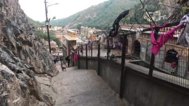 Jaipur, Inde, 04 novembre 2019 Galta Ji, les singes montent les escaliers devant les touristes — Video