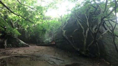 Sigiriya, Sri Lanka, sun through tropical bushes