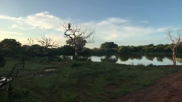 Yala, Sri Lanka, route du lac et du village — Video