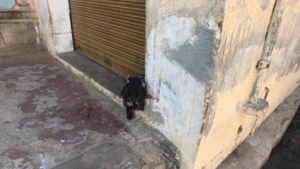 Jaipur, Indie - kozy siedzą na podwórku domu część 3 — Wideo stockowe