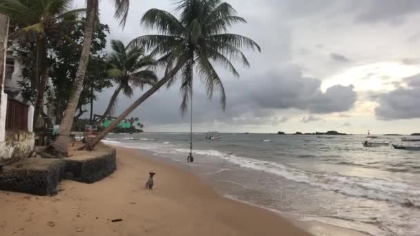 Hikkaduwa, Sri Lanka, palmieri pe Oceanul Indian — Videoclip de stoc