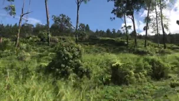 Ella, Sri Lanka, trees while driving part 2 — Stok video