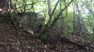 Sigiriya, Sri Lanka, mountain side and shrub