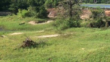 Yala, Sri Lanka, crocodile lies on the grass