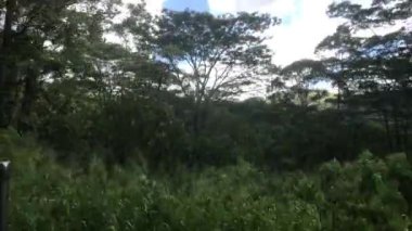 Ella, Sri Lanka, yol boyunca orman manzaraları.