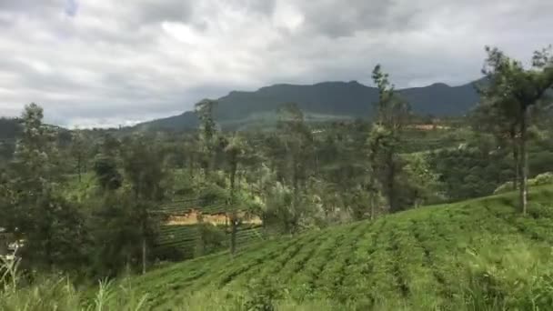 Ella, Sri Lanka, beds with tea leaves — Stok video