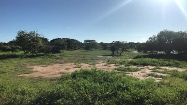 Yala, Sri Lanka, i raggi del sole affondano a terra — Video Stock