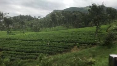 Ella, Sri Lanka, long rows of tea bushes