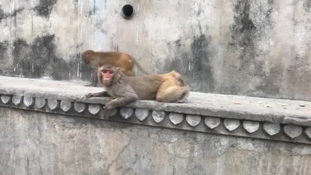 Jaipur, India - Galta Ji, monkeys pose in front of a video camera — ストック動画