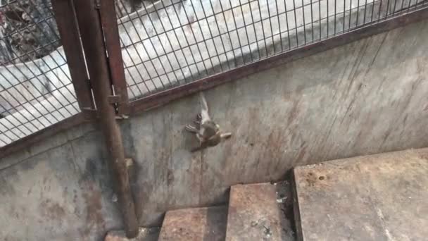 Jaipur, India, November 04, 2019 Galta Ji, monkeys run around the complex part 8 — Stock Video