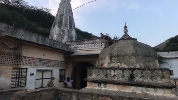 Jaipur, Indie, 04 listopad 2019 Galta Ji, małpy biegające po dachach — Wideo stockowe