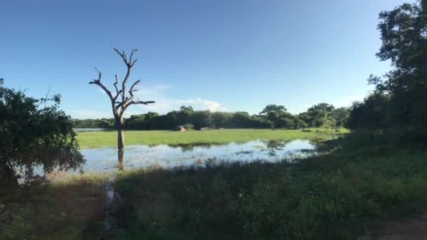 Yala, Srí Lanka, suchý strom uprostřed jezera — Stock video