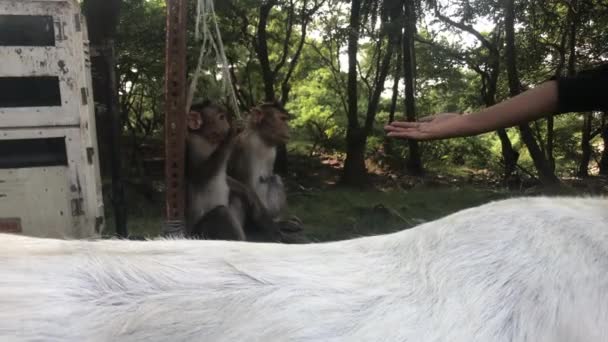 Mumbai, India - A majmok játszanak — Stock videók