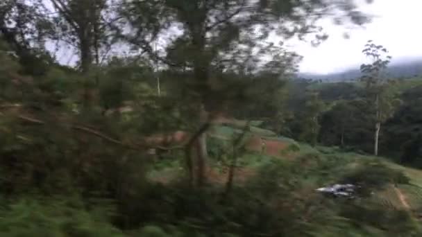 Ella, Sri Lanka, caminos a lo largo de colinas con arbustos de té — Vídeo de stock