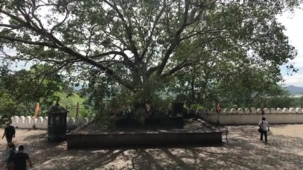 2019年11月25日，斯里兰卡达布莱拉，一棵圣树附近的游客 — 图库视频影像
