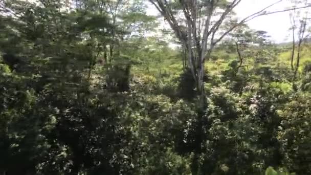 Ella, Sri Lanka, bergerak melalui hutan — Stok Video