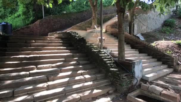 Mihintale, Sri Lanka, monkey on the stairs — Stockvideo