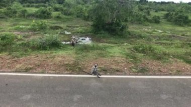 Yala, Sri Lanka, monkeys play along the road