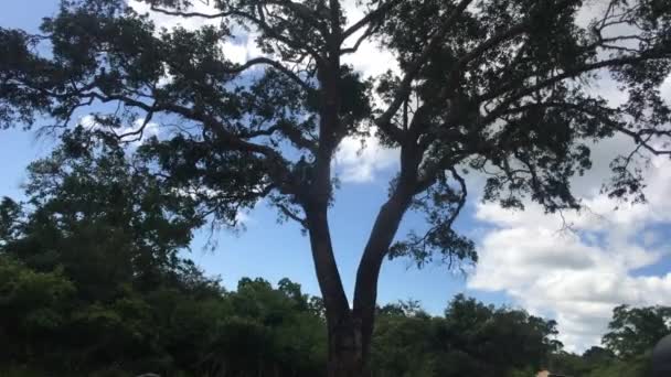 Yala, sri lanka, Affen springen auf Baum — Stockvideo