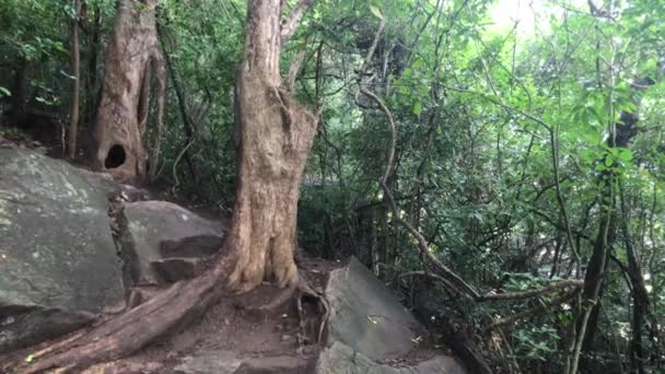 Sigiriya, Sri Lanka, tropical trees in the forest — Stockvideo