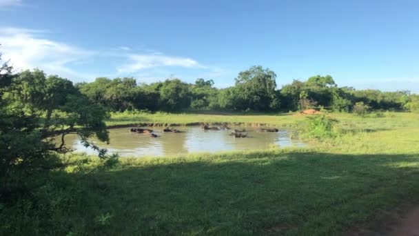 Яла, Шри-Ланка, дикие животные купаются в озере — стоковое видео