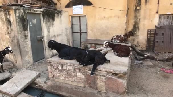 Jaipur, india - Ziegen sitzen im Hof eines Hauses — Stockvideo