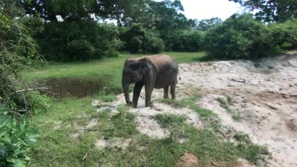 ヤラ、スリランカ、象は砂の部分4で遊ぶ — ストック動画