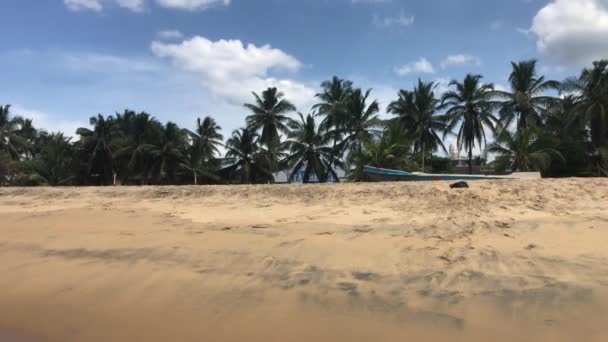 Negombo, Σρι Λάνκα, φοίνικες στην παραλία — Αρχείο Βίντεο