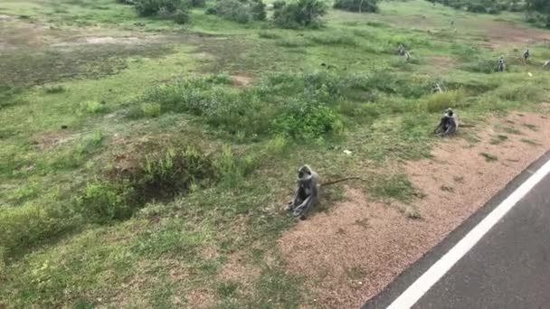 Yala, Sri Lanka, monos juegan a lo largo de la carretera parte 2 — Vídeos de Stock