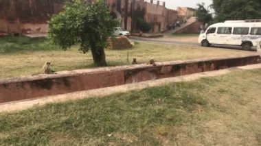 Jaipur, Hindistan - Maymunlar kalenin avlusunda oynuyorlar
