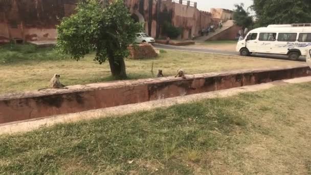 Jaipur, India - Scimmie giocano sulla recinzione del cortile della fortezza — Video Stock