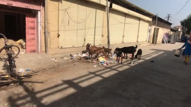 Jaipur, Indie - listopad 03, 2019: Turisté sledují, jak kozy jedí — Stock video