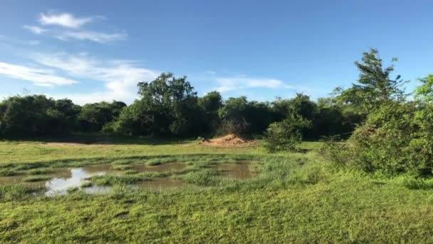 Yala, Sri Lanka, el camino hacia el bosque en el horizonte — Vídeo de stock