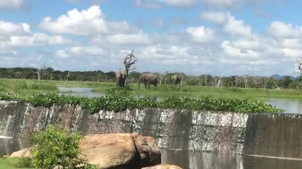 Yala, Sri Lanka, gajah datang ke mata air — Stok Video