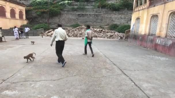 2019年11月4日，印度斋浦尔，Galta Ji，猴子在游客的脚下奔跑 — 图库视频影像