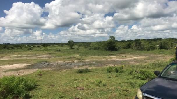 Yala, Sri Lanka, car stands in the background of the field — Stok video