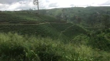 Ella, Sri Lanka, tea plantations on the slope