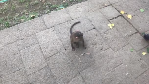 Βομβάη, Ινδία - Η μαϊμού ικετεύει για φαγητό — Αρχείο Βίντεο