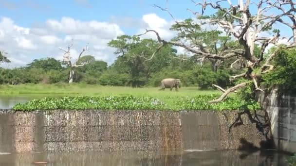 Yala, Sri Lanka, filler su birikintisinin 2. bölümüne geldi. — Stok video