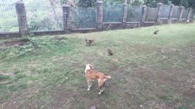 Mumbai, Hindistan - Köpek maymunlarla oynuyor